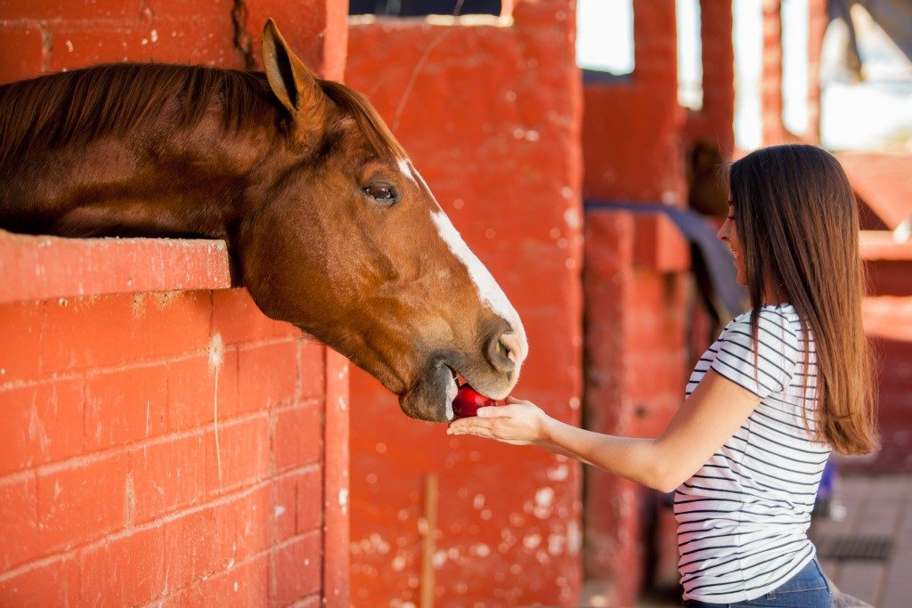 feeding the horse with an apple