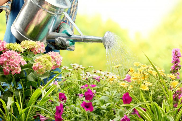 person watering the garden