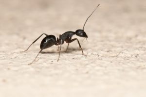macro shot of ant