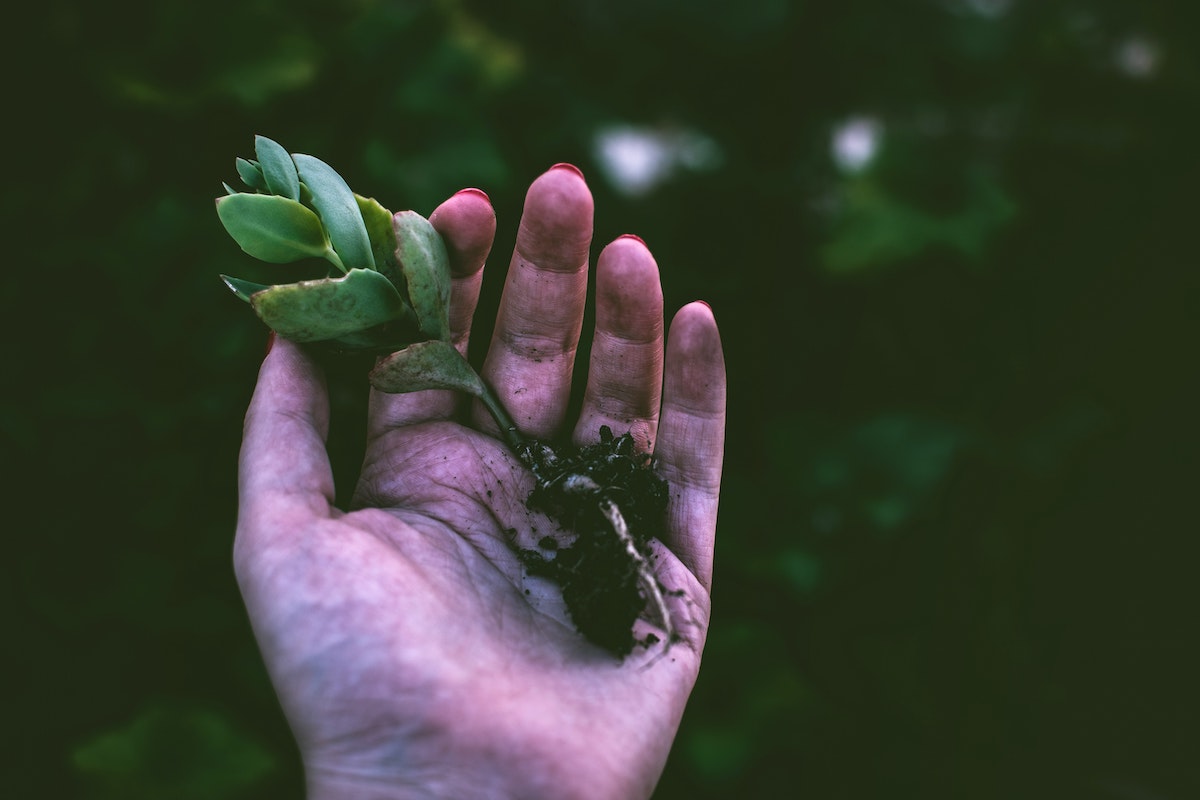 person holding a small plant