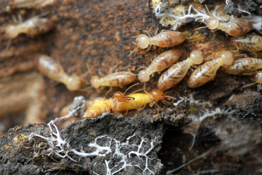 termites