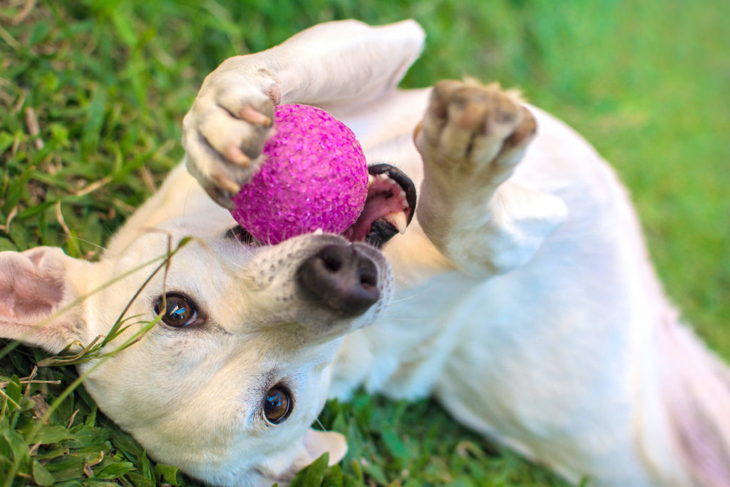 dog playing with a ball