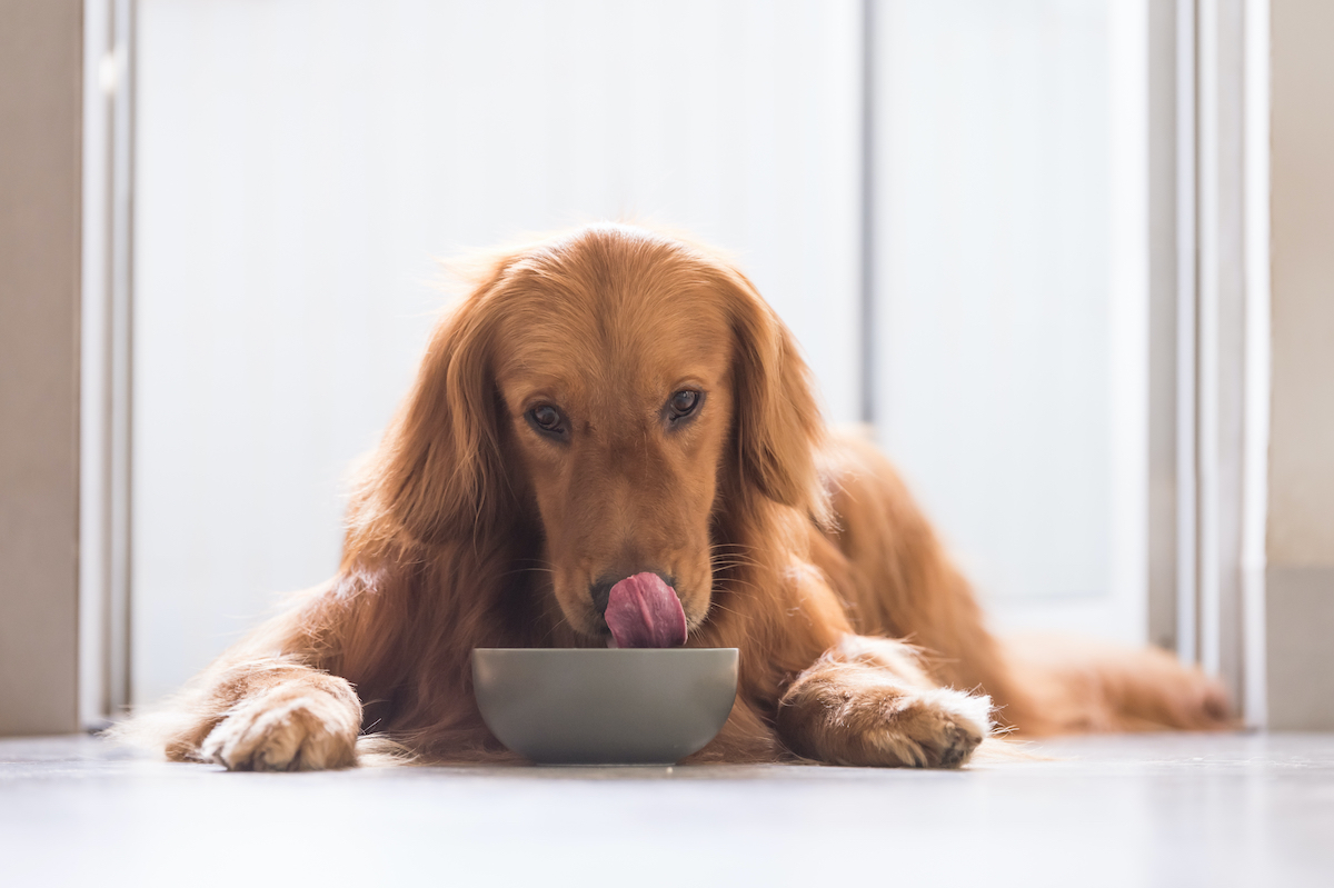 dog drinking from food bowl