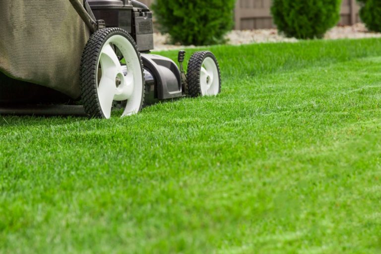 lawn mower on the grass