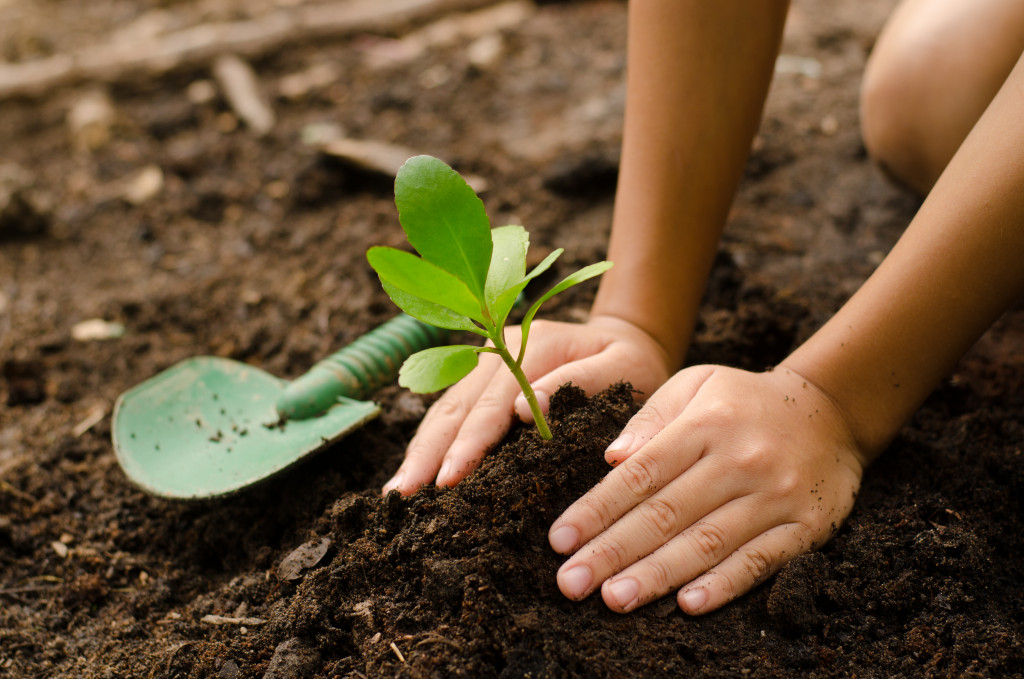 A young person planting a sapling on soil