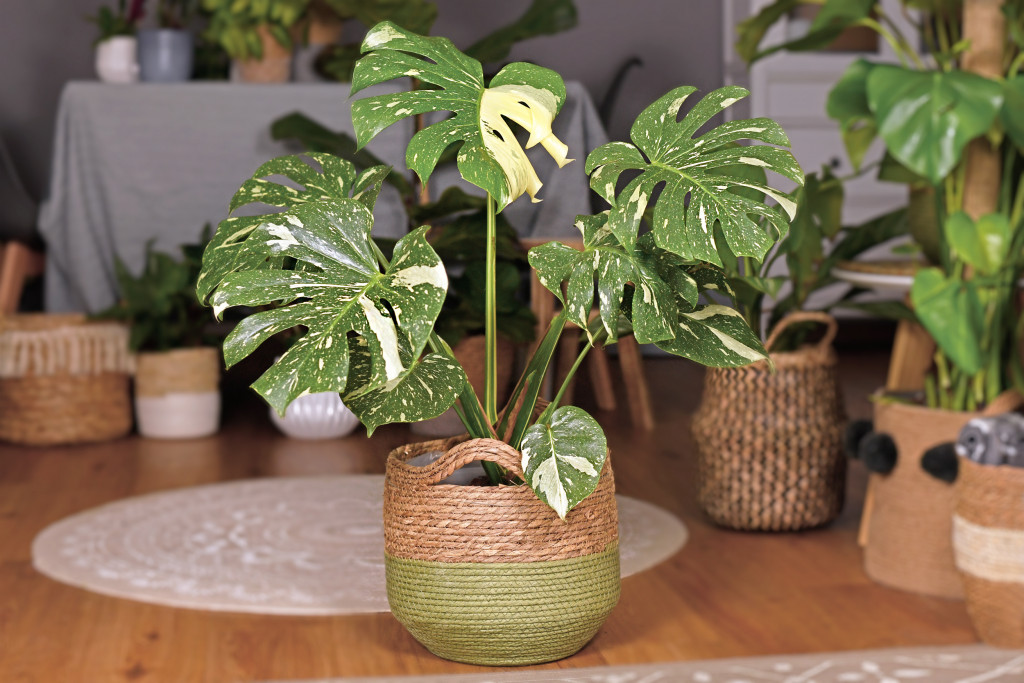 Indoor Tropical plants in woven pots