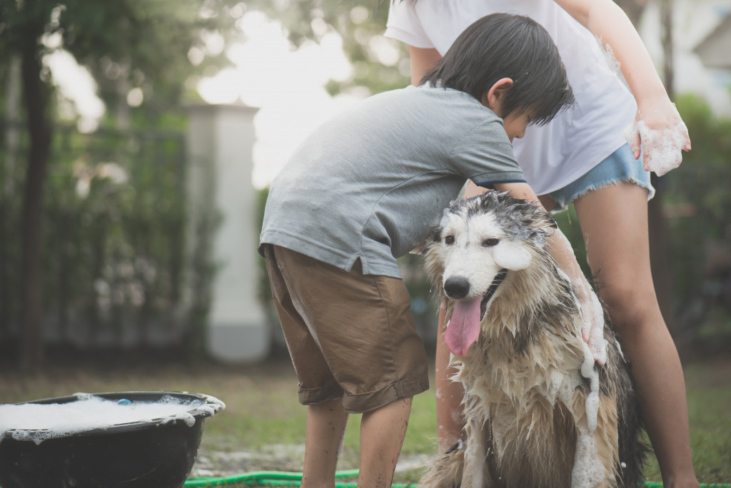 little boy helping in cleaning his dog