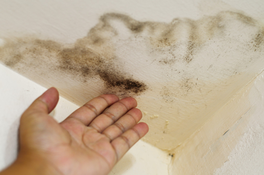 Mold growth at home