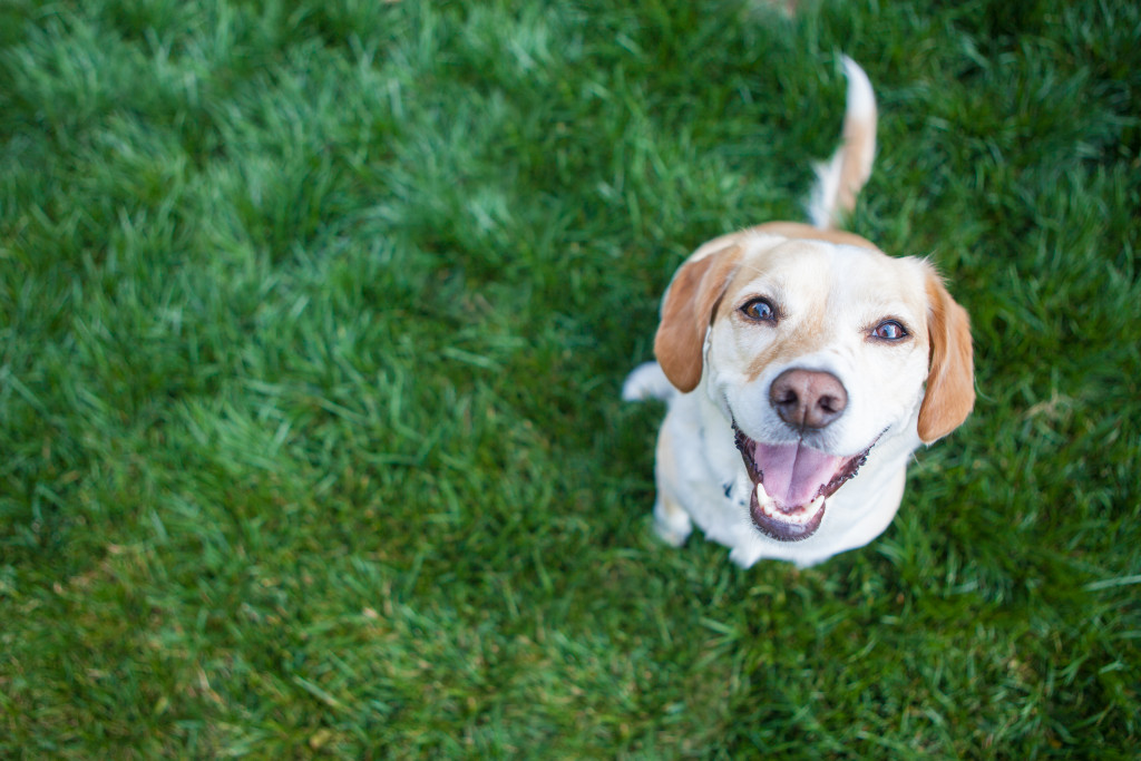 happy dog smiling in garden