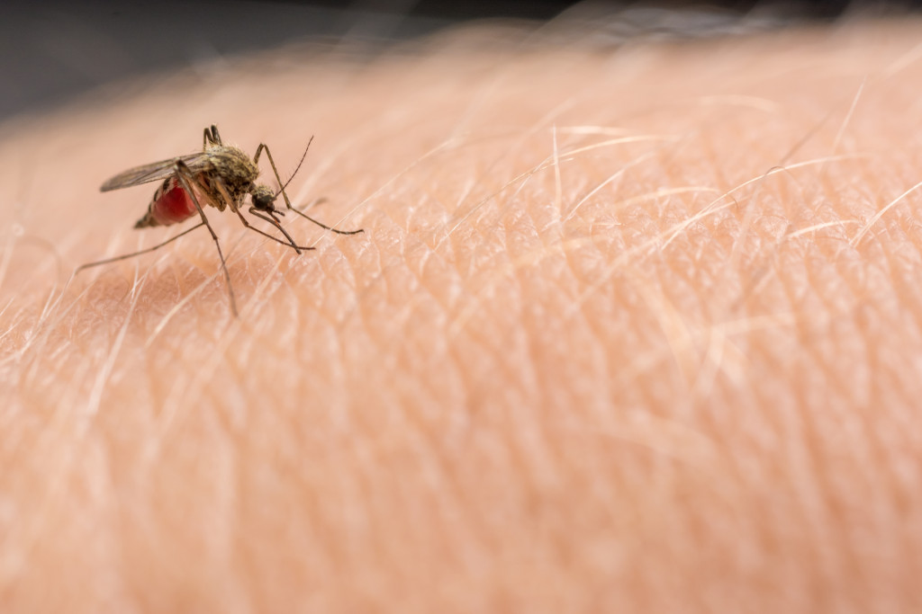 Mosquito in skin